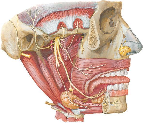 Innervation to
