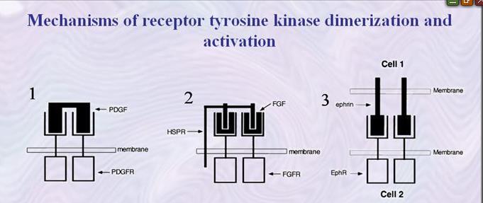 (I) A soluble PDGF dimer cross-links two PDGF receptors (PDGFR) leading to activation of the cytoplasmic PTK. (II) FGF binds to FGF receptors (FGFR) monovalently.