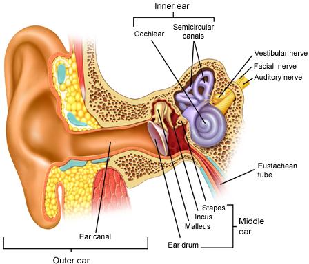 The Vestibular System The vestibular organ is located in the inner ear. Responsible for maintaining equilibrium.