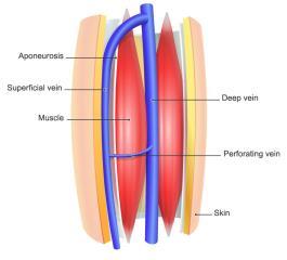 Lower Extremity Anatomy and Physiology Deep venous