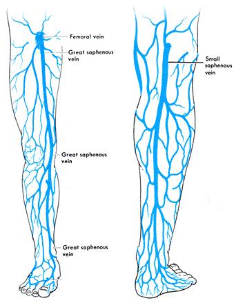 system Collecting system of veins Perforating veins