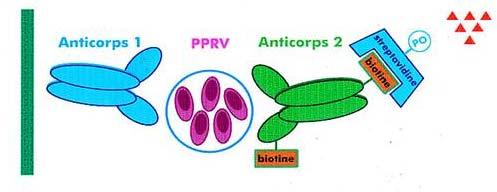 Virology tests LFD pen-side tests Oppositely, in many laboratories or resource