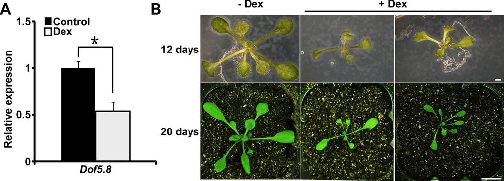 Figure S2. Dof5.8 expression level and seedling phenotypes of pmp::mp -EAR-GR transgenic plants. Related to Figure 2. (A) Dof5.8 expression under Dex treatment in pmp::mp -EAR-GR transgenic plants.