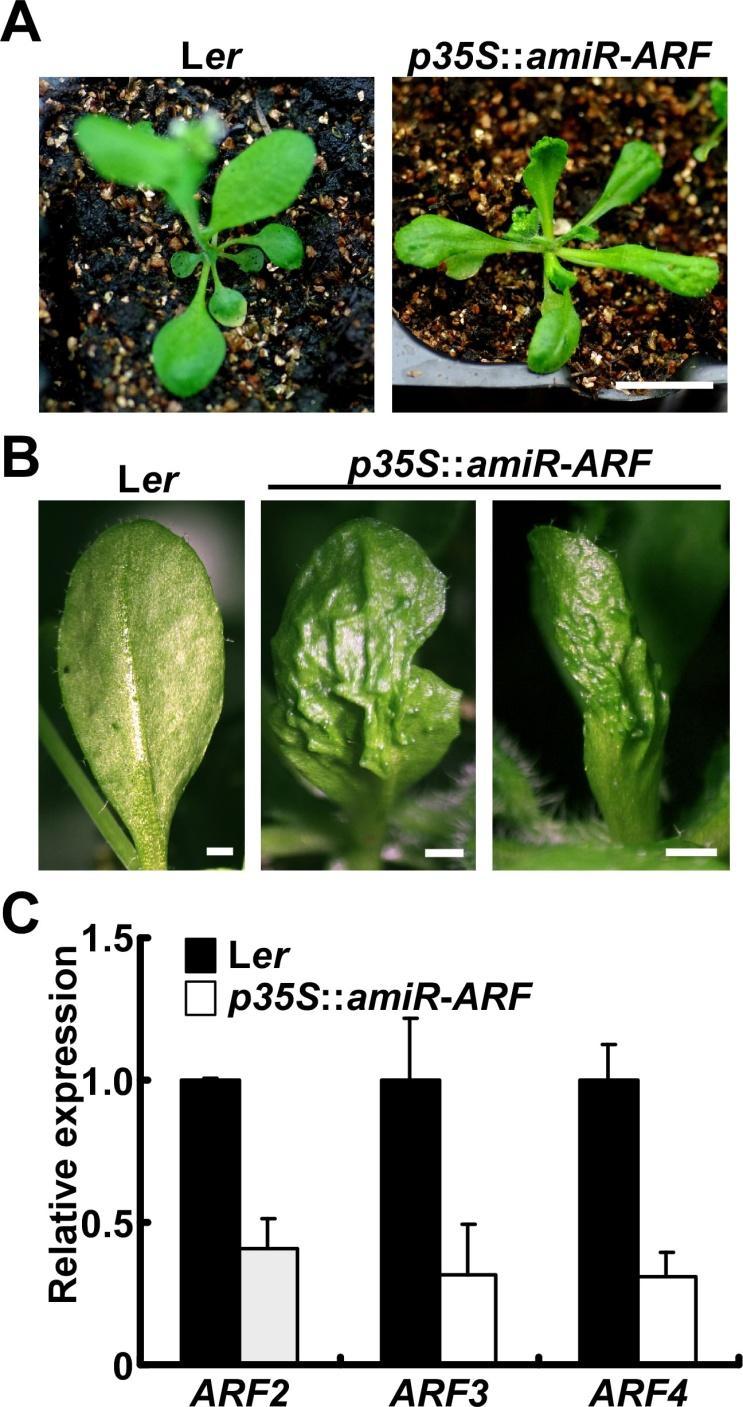 Figure S6. Phenotypes of p35s::amir-arf transgenic plants. Related to Figure 5. (A) Vegetative phenotypes of p35s::amir-arf plants. Scale bar, 10 mm.