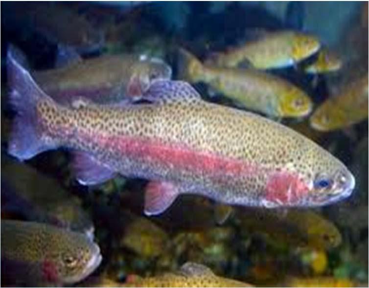 and rainbow trout (Oncorhynchus mykiss). Pallab K. Sarker, Ph.D. 1*, Anne R.