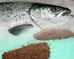 2 0 Canada Chile Norway Scotland Major Salmon producing