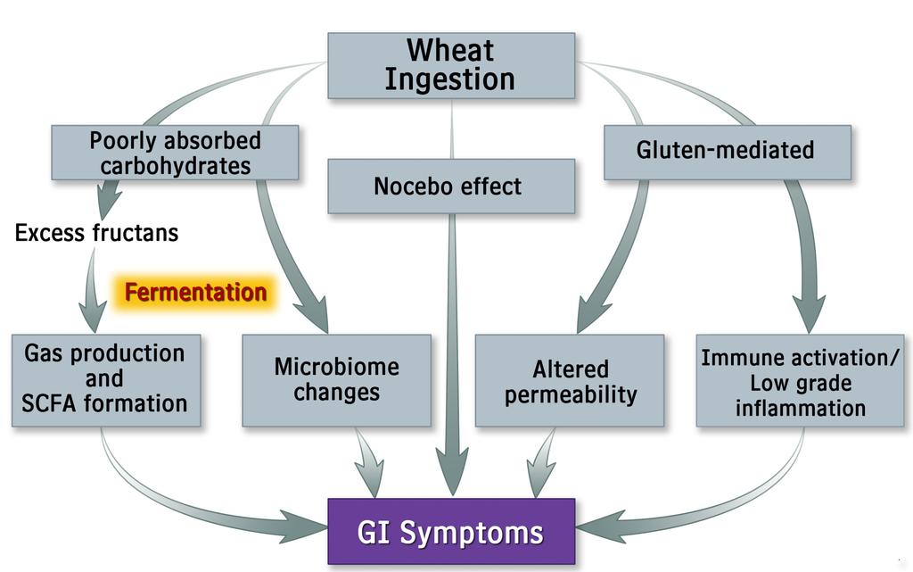 Are Wheat Intolerance symptoms from Gluten or FODMAPs?