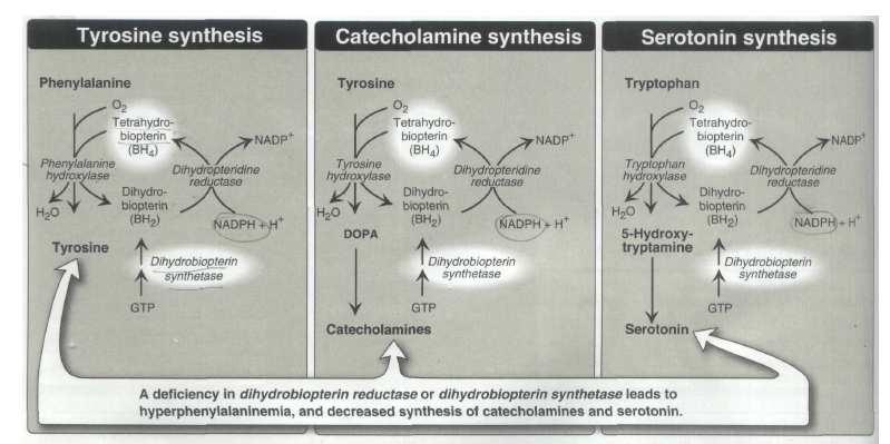 Catecholamines = dopamine, norepinephrine, epinephrine (noradrenalin) (adrenalin) neurotransmitters synthetized in: brain, adrenal medulla hormone adrenal medulla Structural basis: catechol