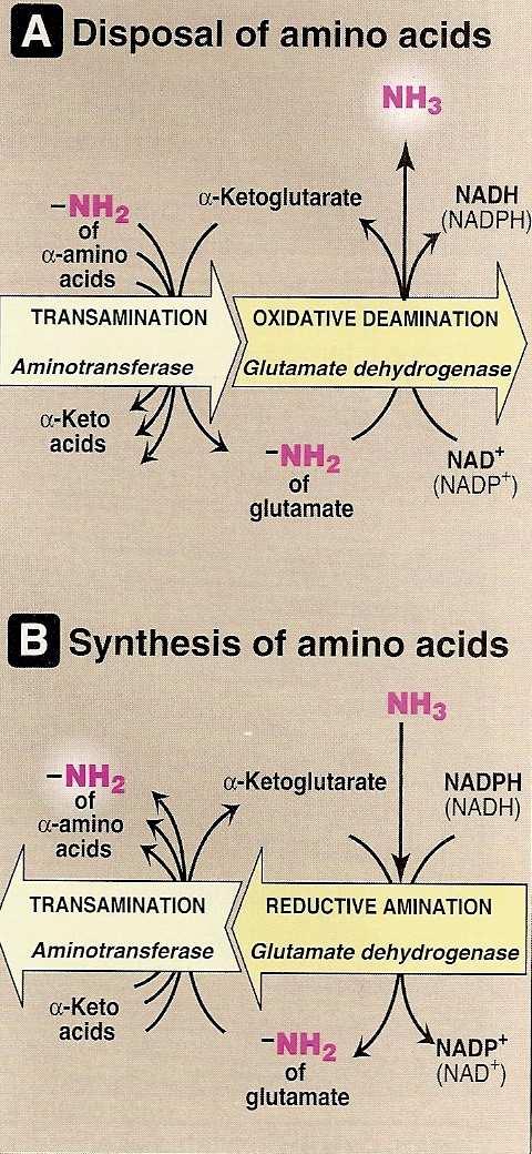 Biosynthesis of amino acids transamination of α-keto acids (= metabolic intermediates) 10 amino acids (noneseential) Precursors: α-ketoglutarate pyruvate transaminace transamination alanine glutamate