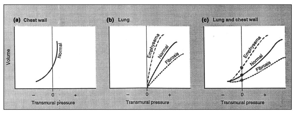 Static Relaxtion Pressure-Volume Curves Grinnan and Truwit Critical Care 2005 9:472-484 doi:10.