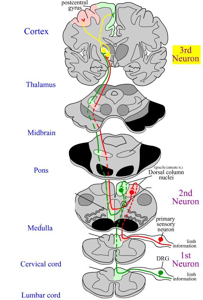 Dorsal Column Sensory cell (Cell body in DRG) Axons enter the dorsal column Synapse