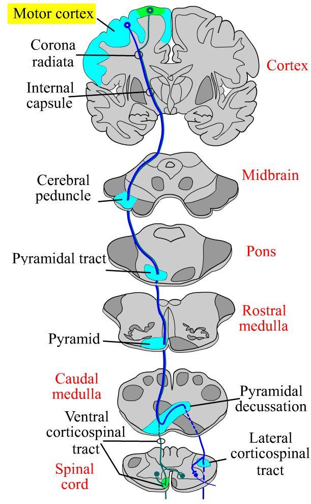 Lateral Corticospinal Tract (LCST) Motor Cortex Decussate in Caudal Medulla Axons