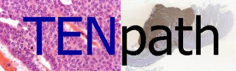 Jean-Yves SCOAZEC Surgical and Molecular Pathology, BIOpath AMMICa,