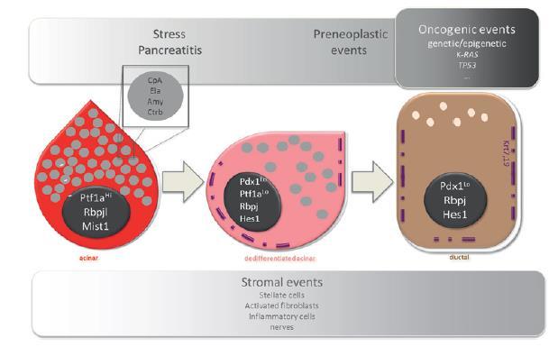 MONOCLONAL MIXED TUMORS Mixed tumours of the pancreas Reprogramming («trans-determination») of local tissue stem cells Role of intrinsic and extrinsic