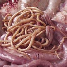 OTHER TYPE OF WORMS Roundworms Intestinal roundworms (ascaris/ascarides) large, long,