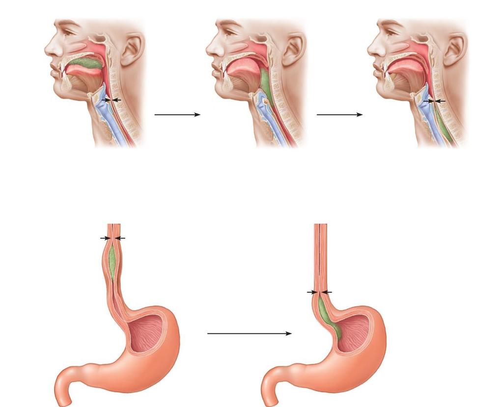Figure 23.13 Deglutition (swallowing).