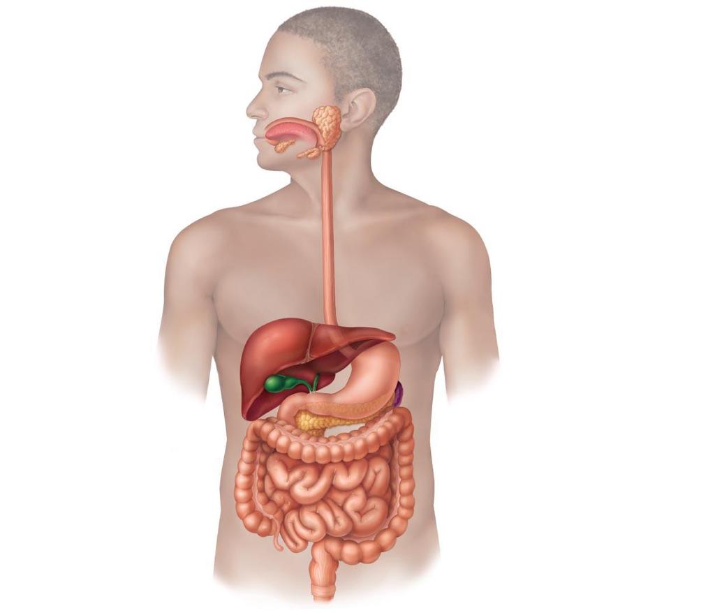 Figure 23.1 Alimentary canal and related accessory digestive organs.