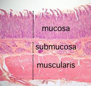 #3 Small Intestines: Duodenum and Ileum First study the accompanying image of the tissue layers of the duodenum at low power (Image A).