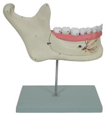 Gingivae Incisor Canine Premolar (bicuspid) Molars Neck Crown Root Enamel Dentin
