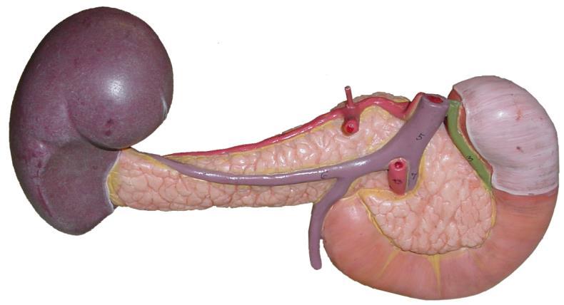models have the pancreas and other organs attached (image A), sometimes not (all