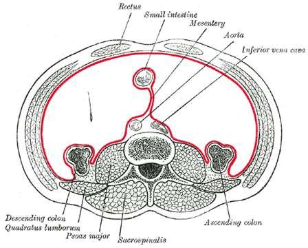 The peritoneum The parietal layer lines the abdominal and pelvic cavities and the abdominal surface of the diaphragm. Usually loosely adherent and can be easily teased off.