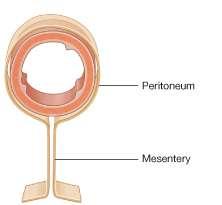 The peritoneum: layout An organ that is covered only in part by the
