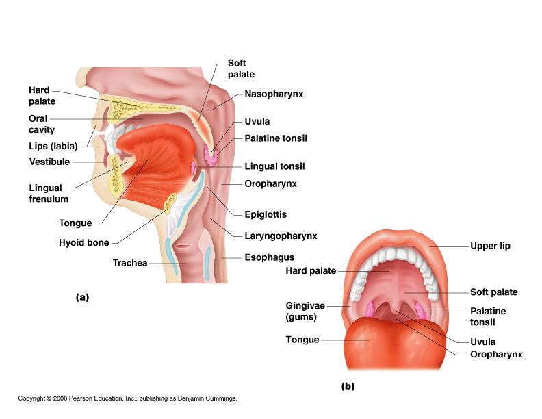 walls Hard palate- forms the Soft palate- forms the roof roof - fleshy projection of the soft palate - space between lips externally and teeth and gums internally Oral cavity- area contained by the