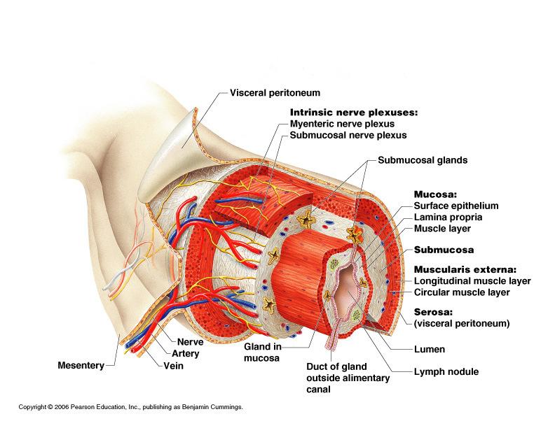 * inner layer * outer layer Digestive System: Esophagus and Stomach Esophagus Runs from pharynx to through the diaphragm Conducts food by peristalsis (slow rhythmic squeezing) Passageway for only