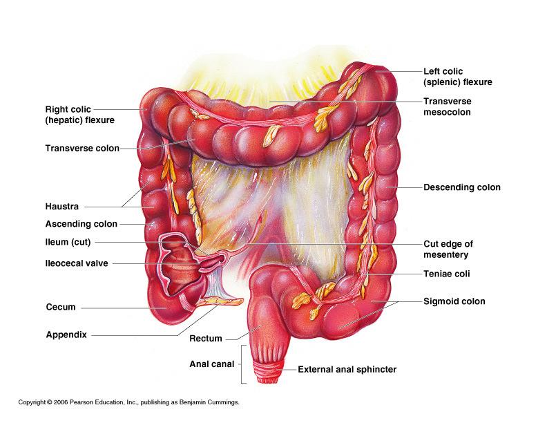 Large Intestine Larger in diameter, but than the small intestine the internal abdomen Functions of the Large Intestine Absorption of Eliminates undigested food from body as participate in food