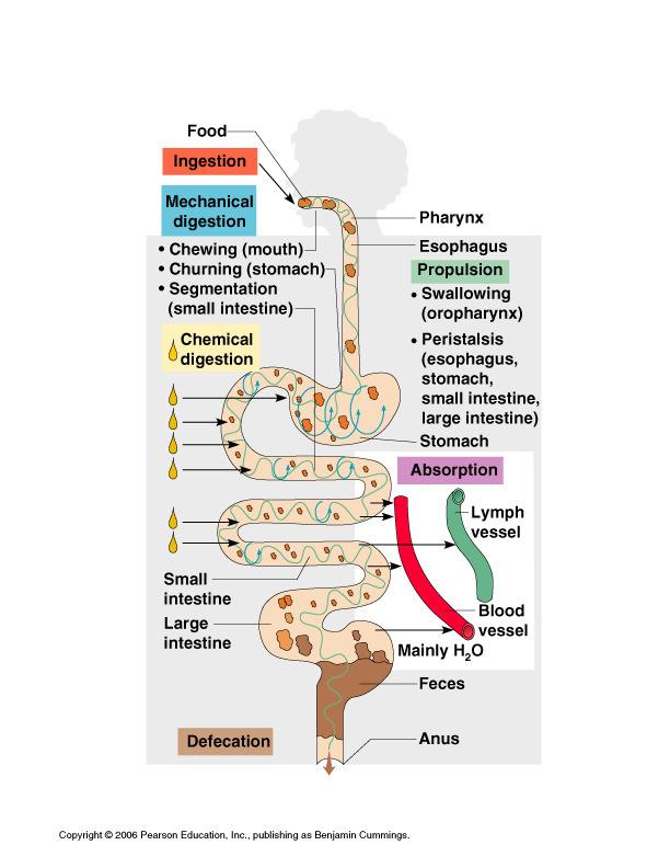 substances as feces cells Peristalsis Segmentation digestion by the tongue Segmentation in the intestine of food in the mouth of food in the stomach Digestion Enzymes break down food molecules into