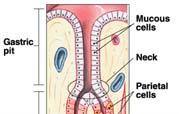 Lining and Gastric Glands of Stomach Figure from: Martini, Anatomy &