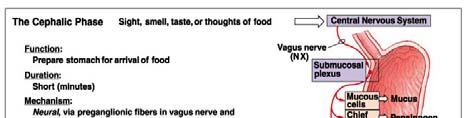 Three Phases of Stomach Control Cephalic phase triggered by smell, taste, sight, or thought of food begin secretion and digestion Gastric phase triggered by distension, presence of food, and rise in