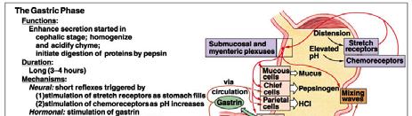 phases control activity in the STOMACH Know what each phase does (shown in red) 31 Cephalic Phase of Gastric Secretion Emotional states can exaggerate or inhibit this phase Figure from: Martini,
