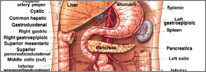be absorbed by the stomach: some water certain salts certain lipid-soluble drugs
