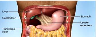 ) -Accessory organs; teeth, tongue, salivary glands, liver, gallbladder, and pancreas 4 The Greater and Lesser Omenta