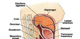 The Abdominal Cavity & Peritoneum Notice that
