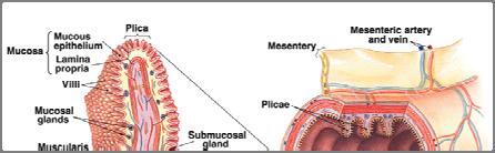 epithelium Stomach and intestines are lined by