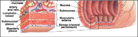 8 Alimentary Canal Wall Know the 4 layers of