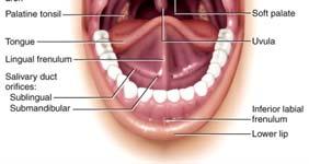 Mouth (Oral or Buccal cavity) (Labium) ingestion mechanical