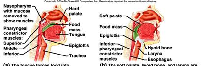 i.e., the initiation of swallowing, then soft palate