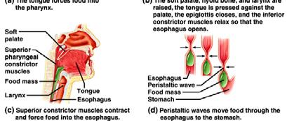 epiglottis closes off top of trachea longitudinal