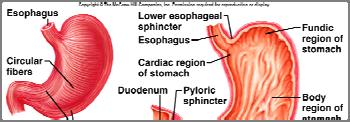 Esophagus conveys food from pharynx to stomach by