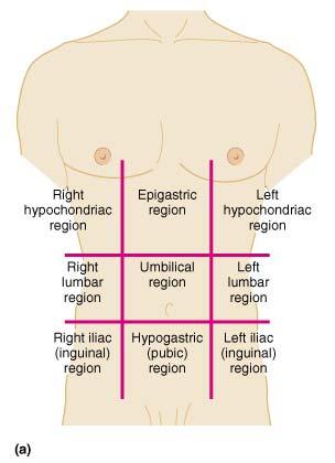 Abdominopelvic Regions Umbilical Epigastric Hypogastric Right and