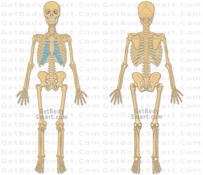 2. Skeletal system: Organ - Bones, CarHlages, joints.