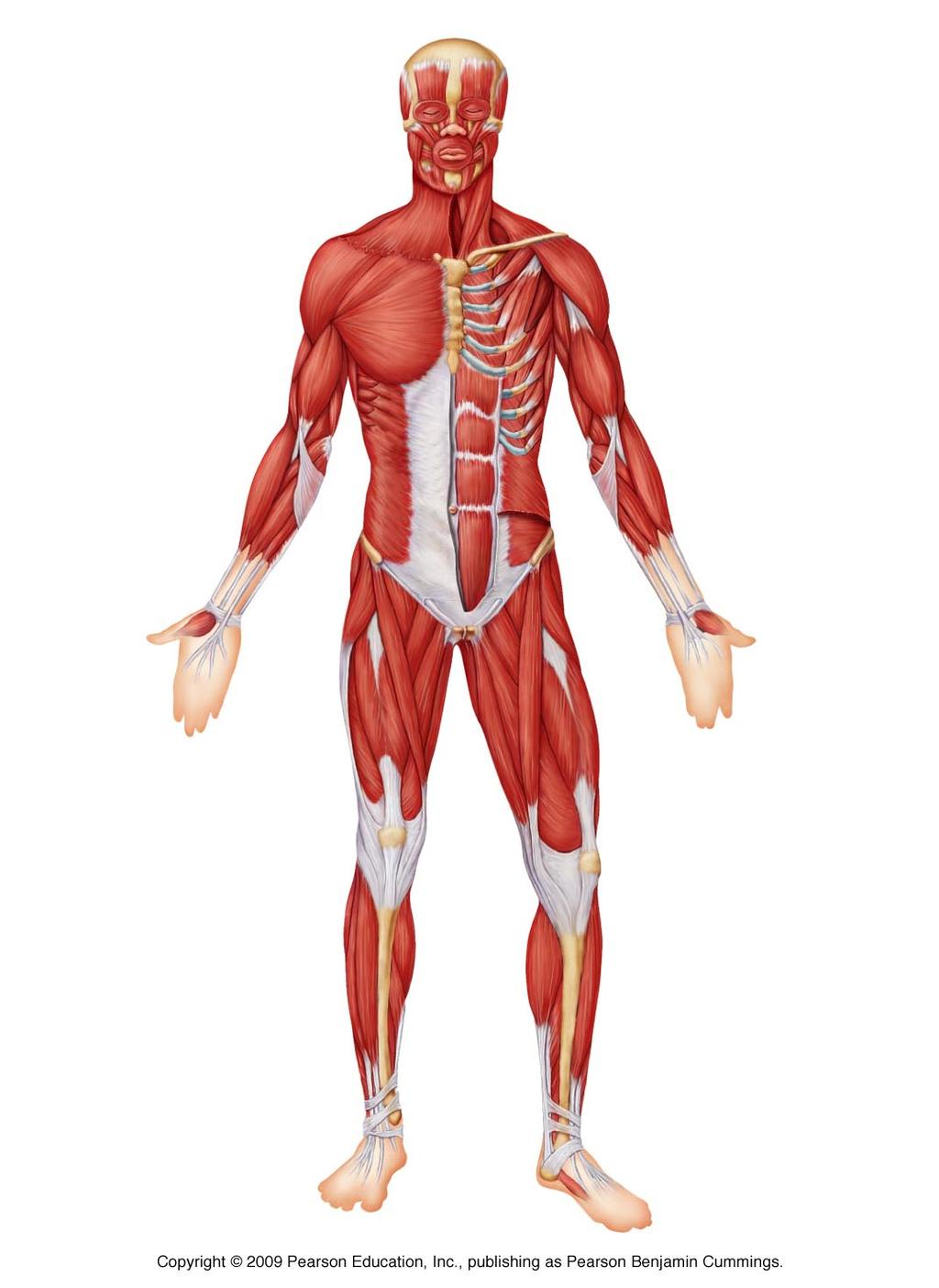 3. Muscular system: Organ - Skeletal muscles.