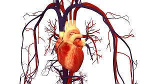 6. Cardiovascular system: Organs - Heart blood vessels, blood.