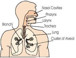7. Respiratory system: Organ - nasal cavity, Pharynx, larynx, trachea, bronchi and lungs.