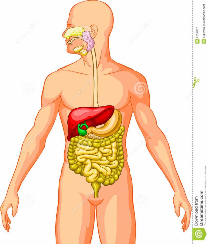 8. Diges=ve system: Organ - Oral cavity, esophagus, stomach, small inteshne, large inteshne, and rectum, liver