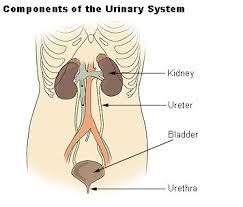 9. Urinary system Organ - kidney, ureter, urinary bladder, urethra.