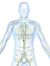 10. Lympha=c system: Organ - LymphaHc vessels, lymph nodes, spleen, tonsils.